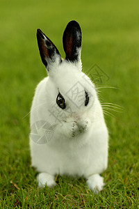草丛中的白兔子兔户外农场耳朵头发脊椎动物兔子居住婴儿生活野兔动物小狗高清图片素材