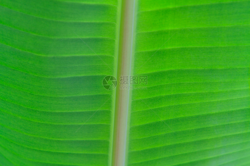 香蕉叶特写植物叶子生活植物群生长细胞植物学丛林条纹树干图片