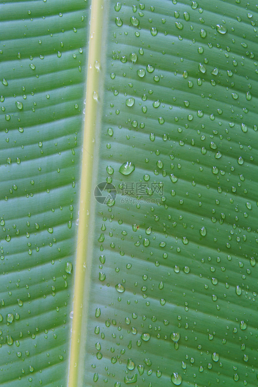 香蕉叶特写植物学植物情调热带绿色植物群异国条纹绿色植物丛林图片