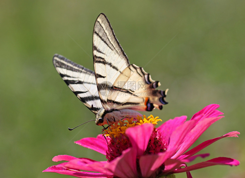 蝴蝶坐在花朵上黑色动物群白色宏观燕尾花园红色动物昆虫紫色图片
