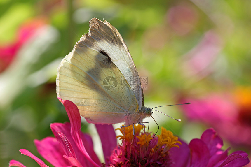 园里的蝴蝶动物翅膀红色绿色白色动物群宏观花园昆虫紫色图片