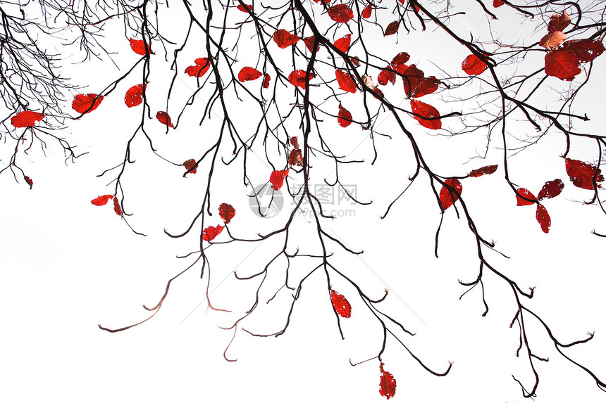 秋树树叶子森林文摘自然植物红叶风景图片