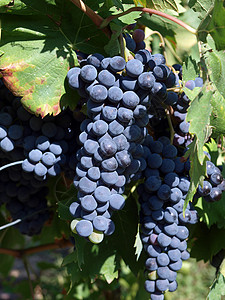知子罗一群成熟的红葡萄酒精藤蔓拉子季节植物紫色收成营养食物阳光背景