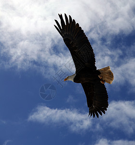 猎人与鸟素材秃鹰在飞行中蓝色捕食者观鸟羽毛海藻翅膀鸟类猎人荒野天空背景