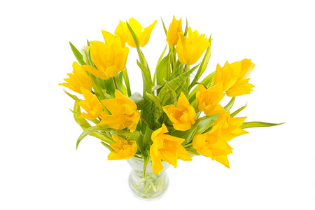 黄色郁金花花瓶花束郁金香植物背景图片