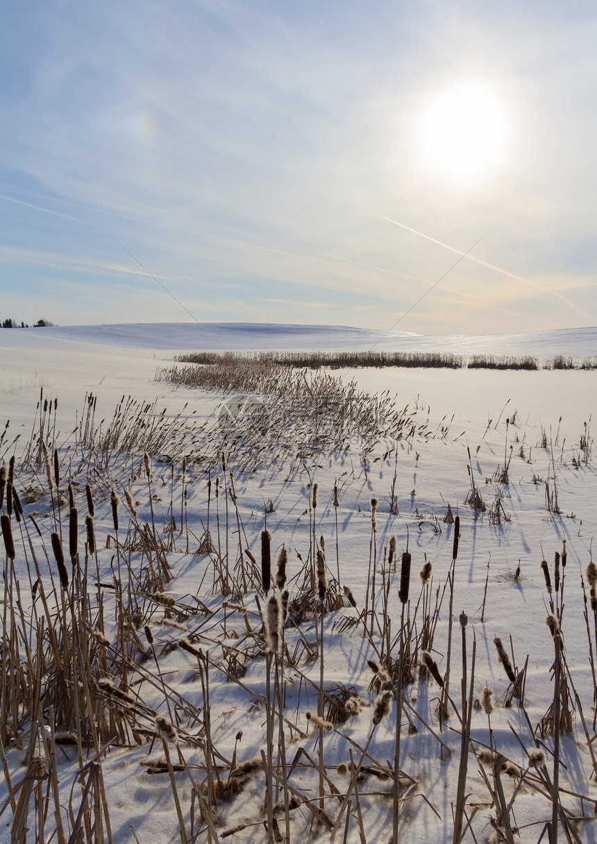带Reed的冬季风景太阳天空地平线旅行阳光场景自然季节蓝色仙境图片