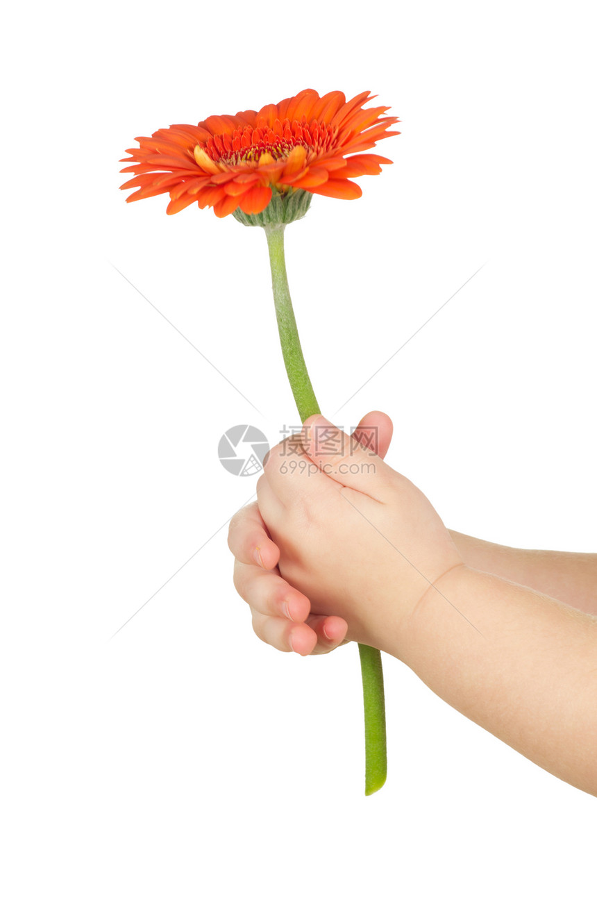 手握花朵植物植物学惊喜庆典生长格柏花瓣礼物花束棕榈图片