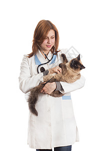 会指挥的猫兽医猫会透过听诊器监听背景