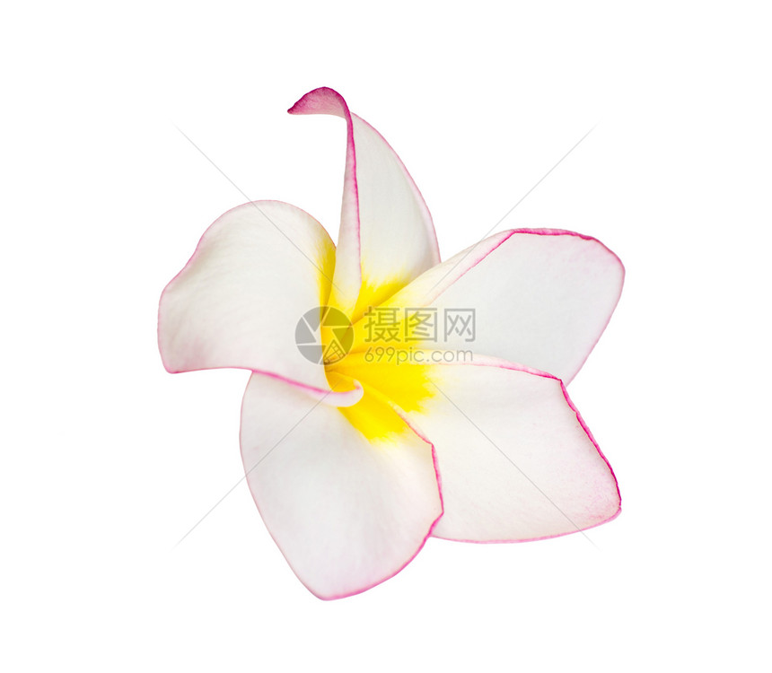 弗朗吉帕尼花朵异国鸡蛋花植物花园温泉白色情调热带香水花瓣图片