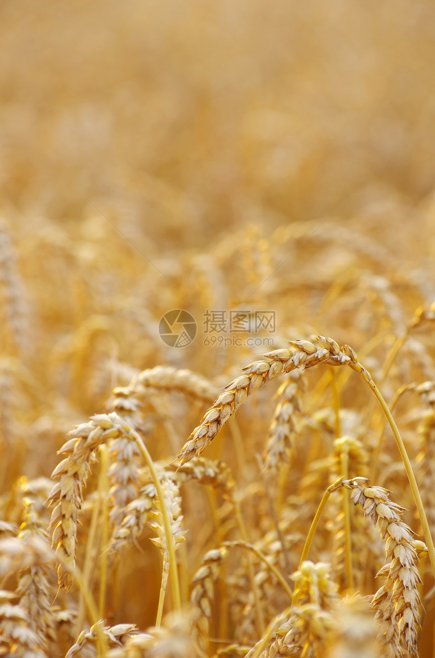 小麦田生产谷物植物玉米食物季节粮食小麦面粉收获图片