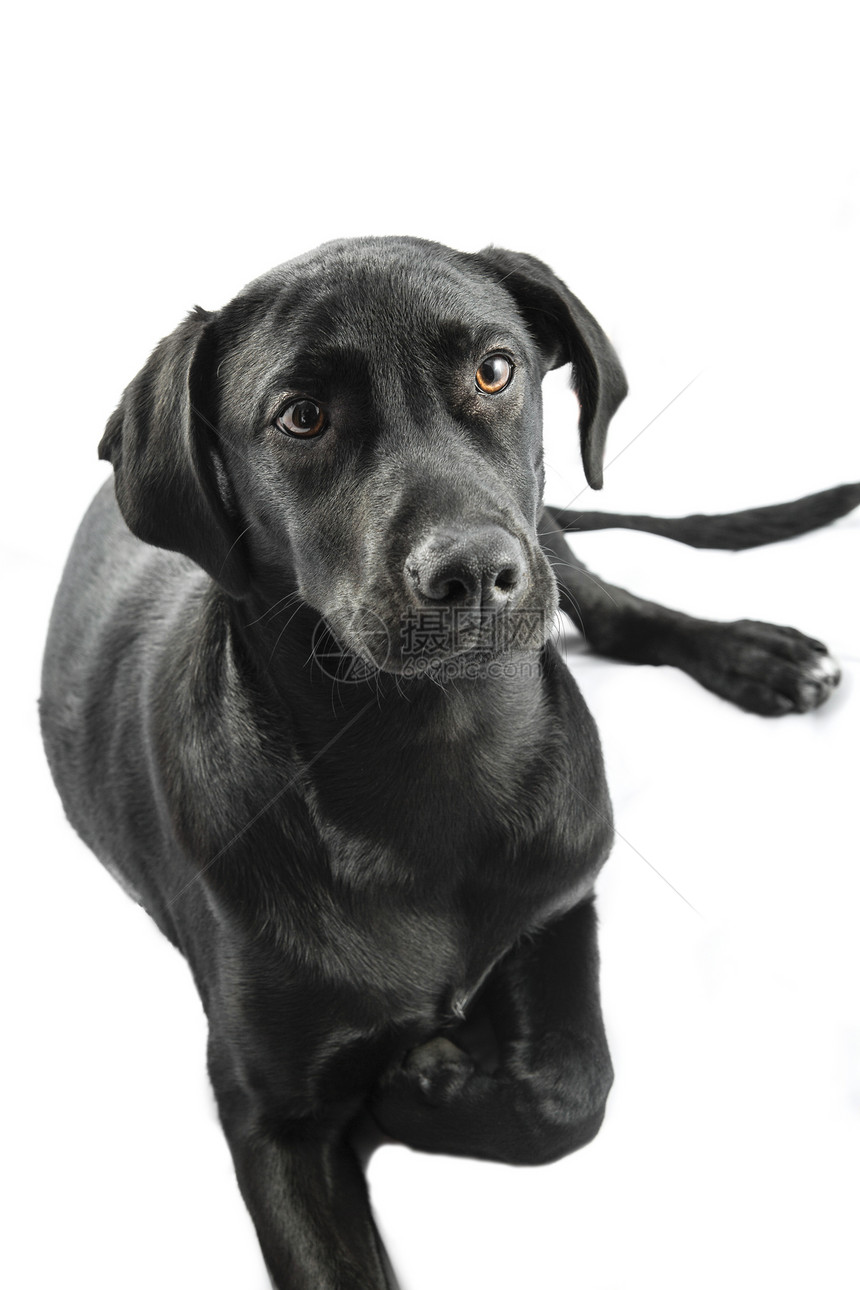 黑色实验室最好的朋友人类回收器犬类动物兽医生长小狗忠诚训练图片