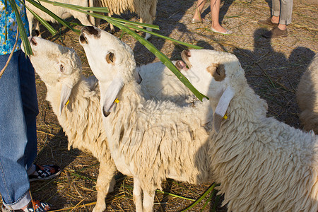 羊吃草2背景图片