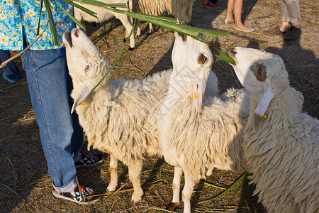 羊吃草4背景图片
