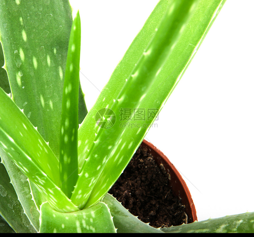 白上隔离的 Aloe vera 植物愈合皮肤果汁护理草本植物叶子生长沙漠药品宏观图片