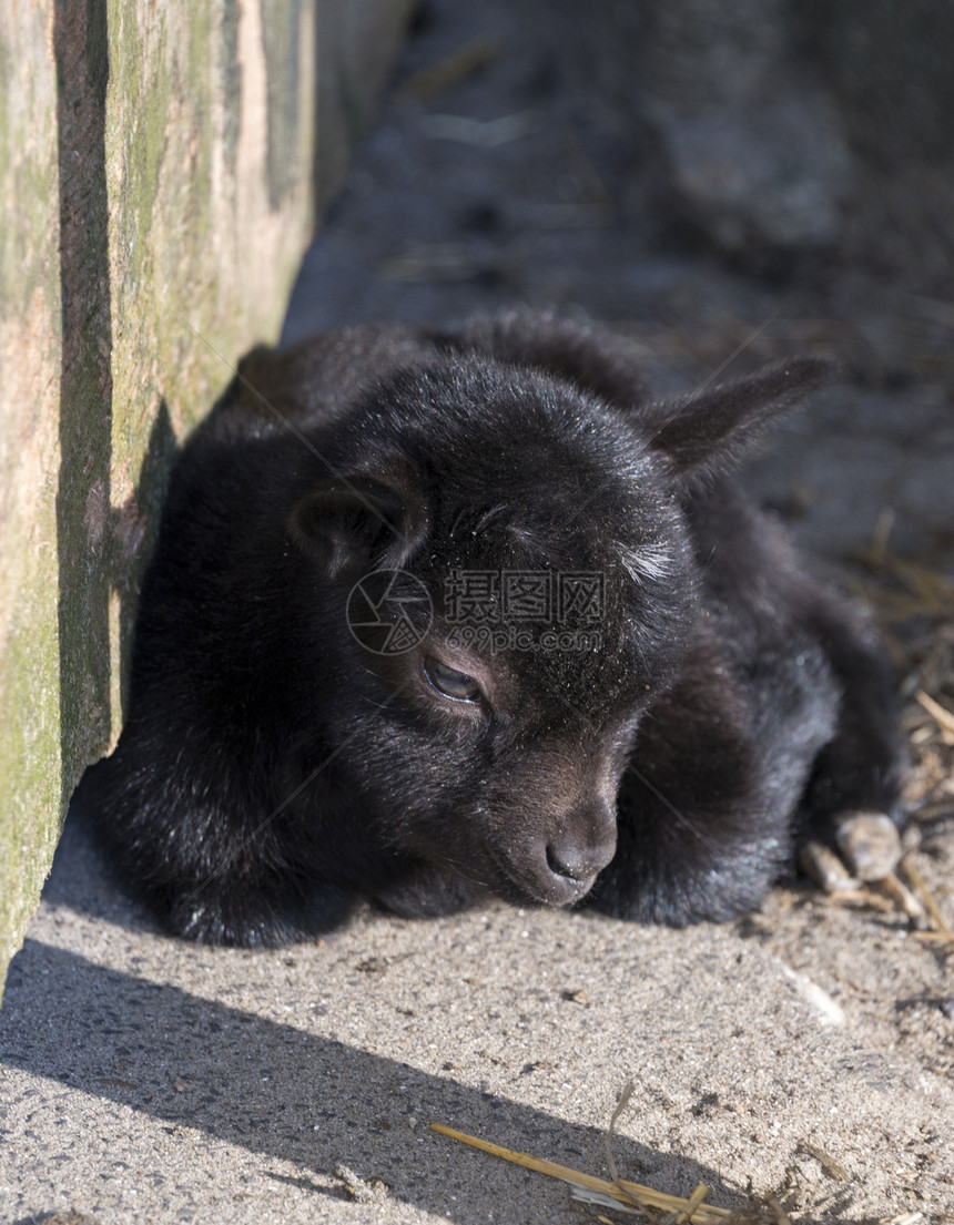 年轻山羊棕色耳朵快乐动物动物园日光毛皮小山羊农场哺乳动物图片