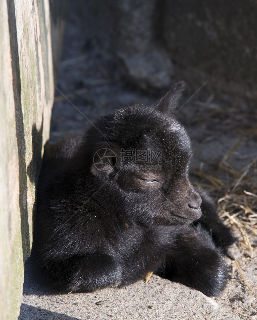年轻山羊快乐动物园动物小山羊耳朵哺乳动物毛皮棕色农场日光图片