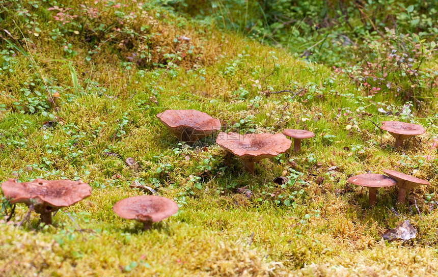 在风景森林背景的苔苗上 一组神奇蘑菇图片