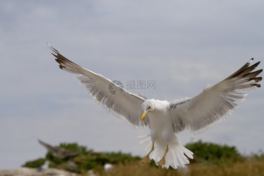 一只美丽的海鸥在空中飞翔鸟类羽毛航班动物海岸飞行天空自由图片