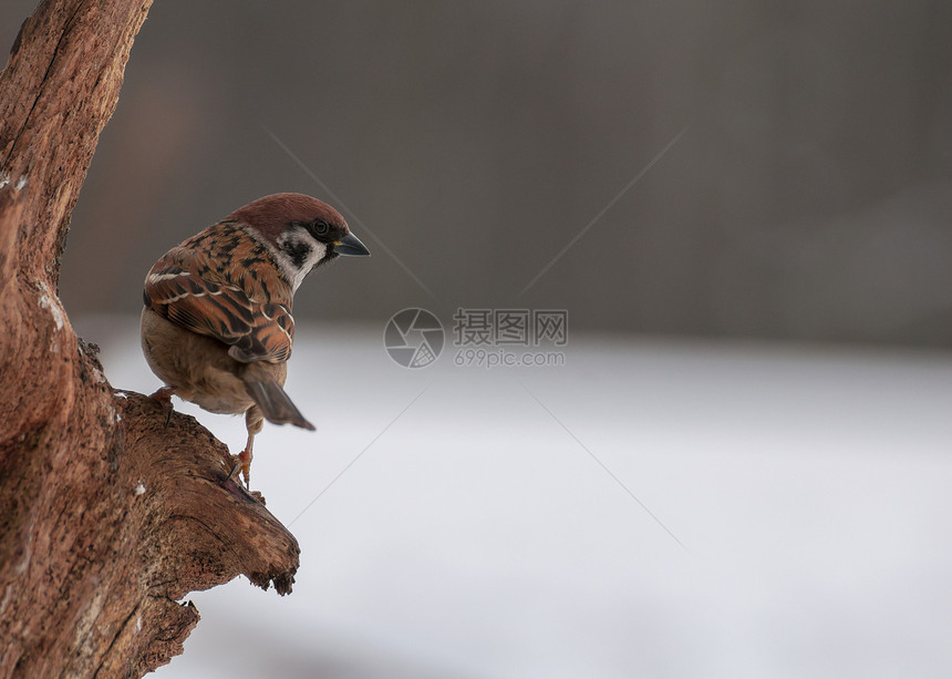 麻雀动物木头羽毛野生动物好奇心生活眼睛观鸟荒野食物图片