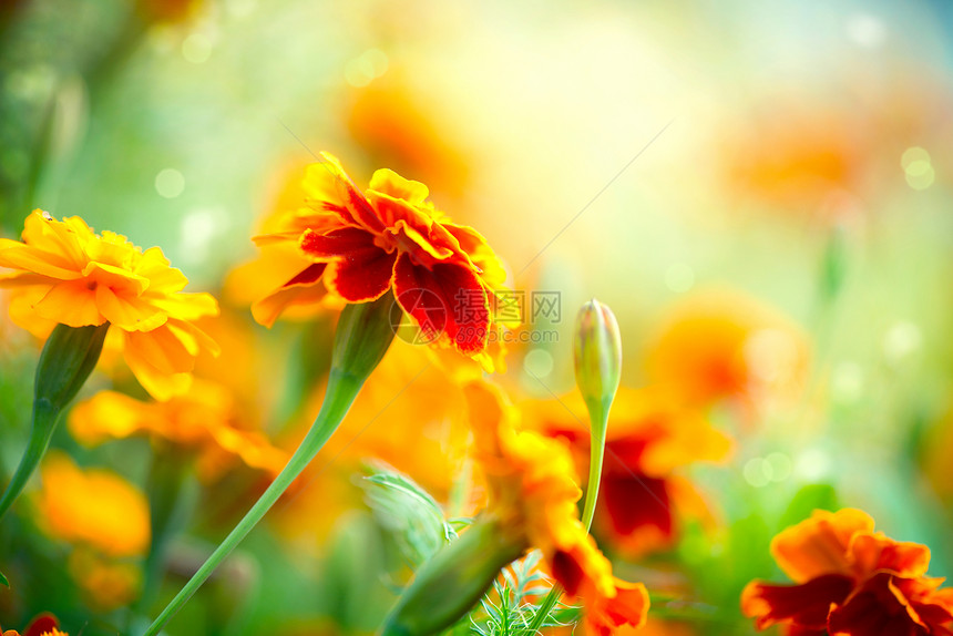 秋花背景宏观草地橙子太阳场地花园生长艺术雏菊光束图片