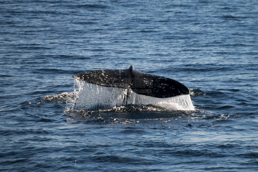 移动灰鲸海洋哺乳动物吸尾野生动物迁移游泳海岸鲸鱼图片