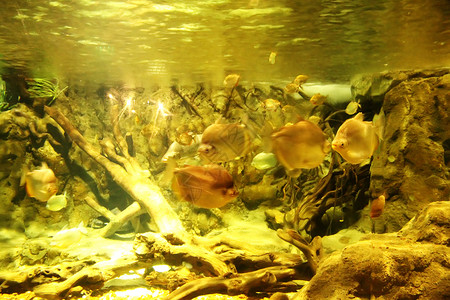 水下海景海洋水族馆生命植物群岩石潜水热带动物群动物园背景图片