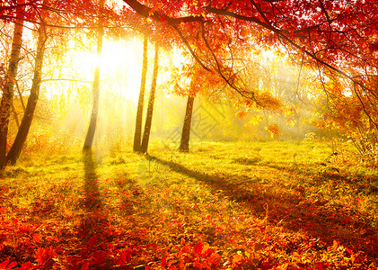 秋天公园 秋树和叶子 秋季太阳光线风景晴天照片树木季节树叶艺术日落场景背景图片