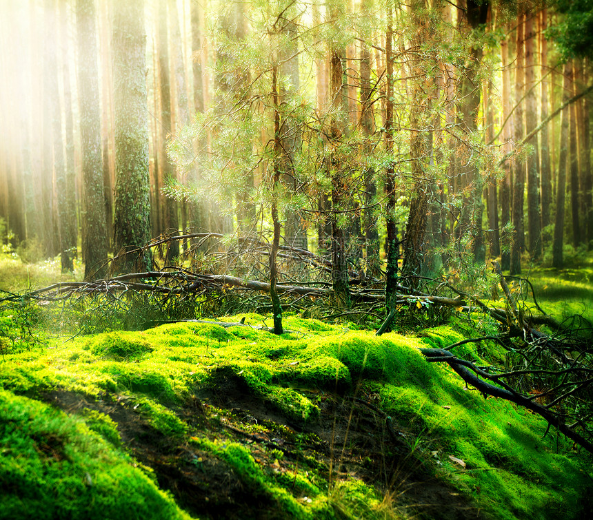 Misty 旧森林荒野公园日光射线木头风景薄雾场景横梁林地图片
