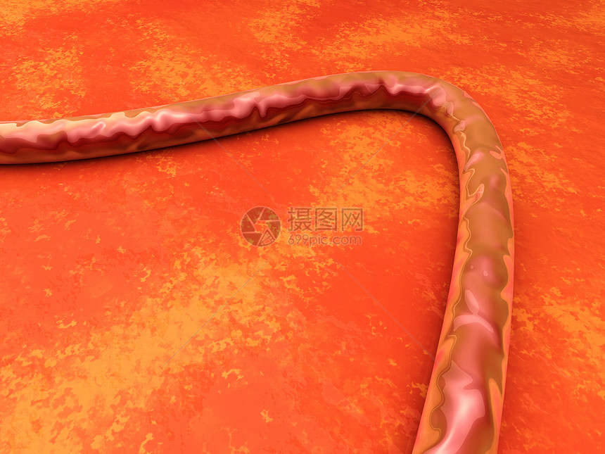 维素血管毛细管流动溪流扫描医疗管子插图解剖学考试图片