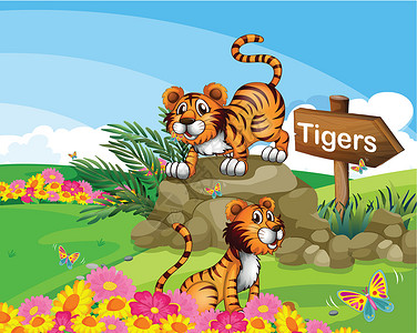两只老虎在招牌旁边叶子捕食者场地指示牌蝴蝶场景动物丘陵动物园花朵插画