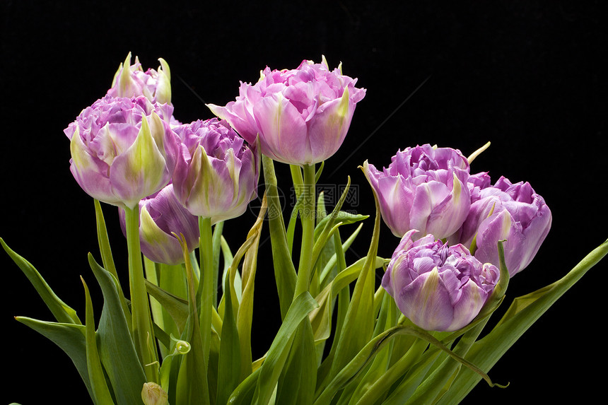 美丽的紫色郁金香 被黑色隔绝植物边缘淡紫色磨损植物学花束条纹花瓣灯泡文化图片