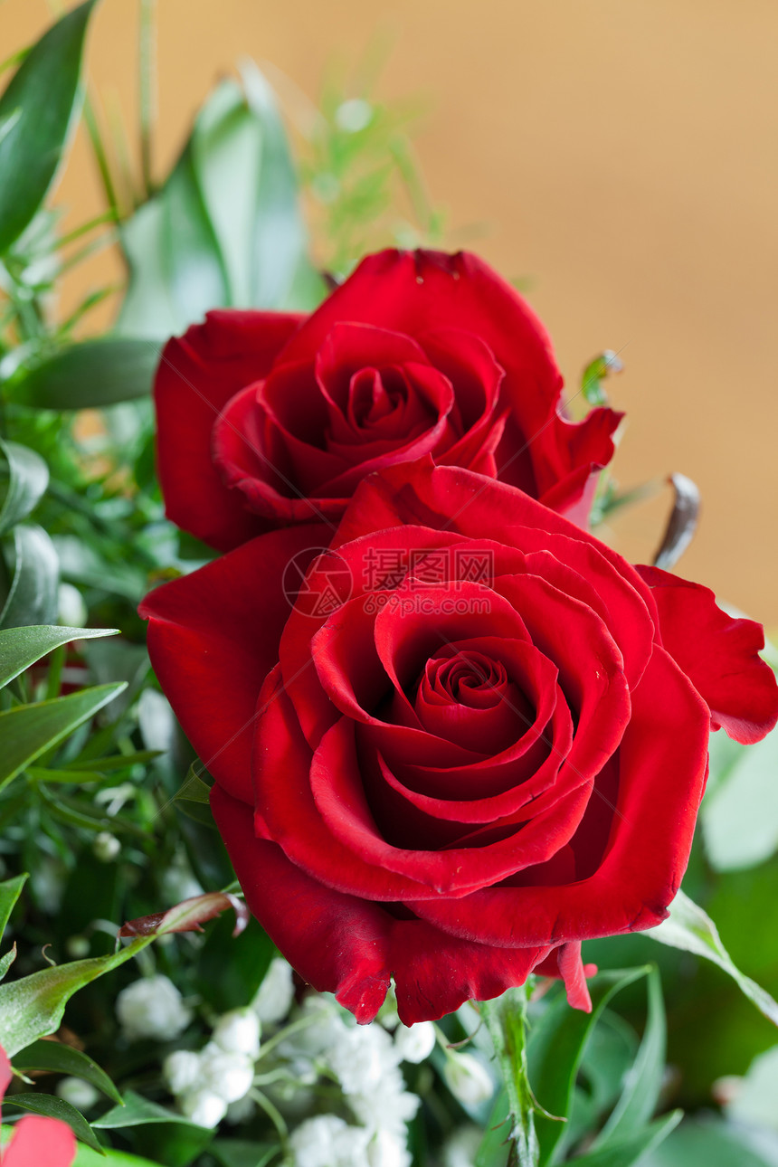 红玫瑰花瓣植物花园婚礼水滴情人生日念日花束园艺图片