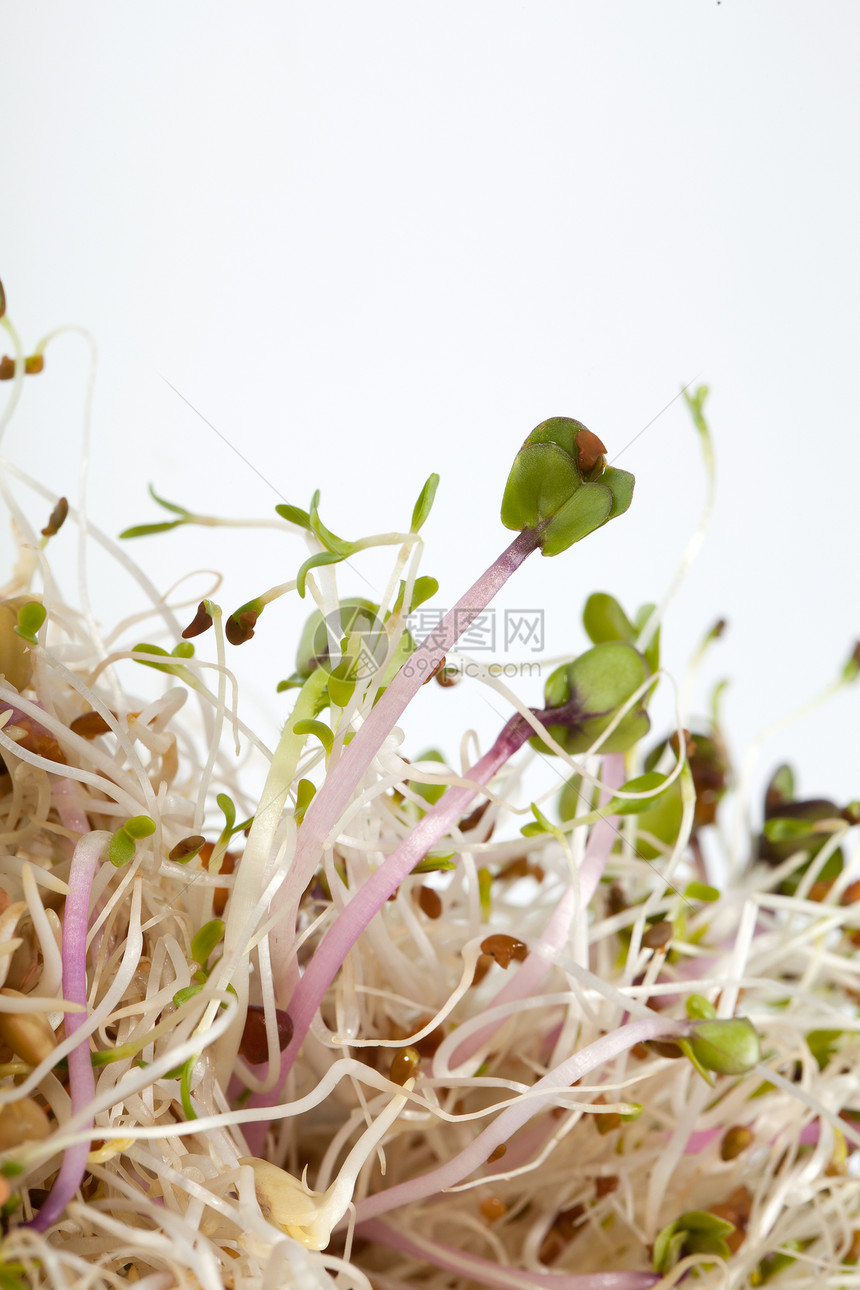 健康的饮食 新鲜的芽苗在白色背景上被孤立厨房谷物蔬菜大豆扁豆团体收成生物叶子粮食图片