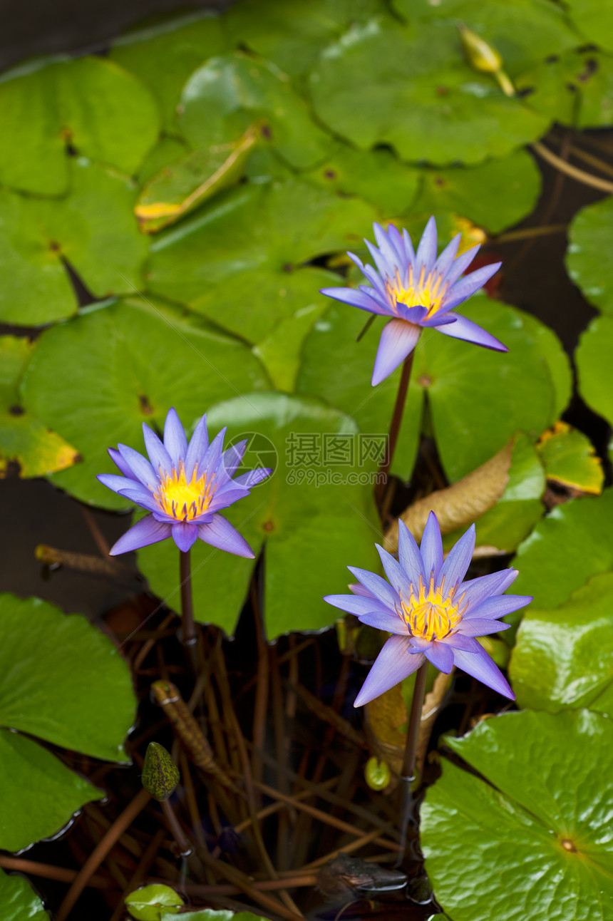 美丽的水百合情调漂浮植物芙蓉植物群花园紫色冥想蓝色花束图片