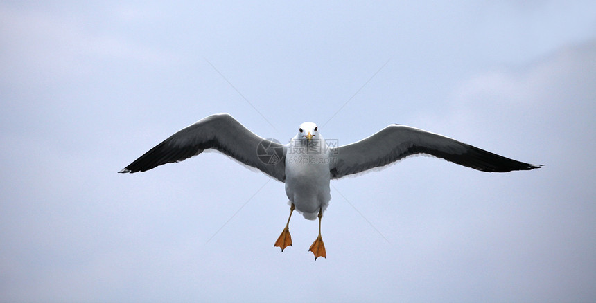 正在飞行的海鸥孤独野生动物荒野运动航班愤怒动物鸟类学场景翅膀图片