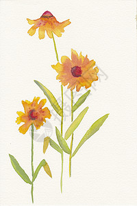 三个橙色菊花的手画水彩背景图片