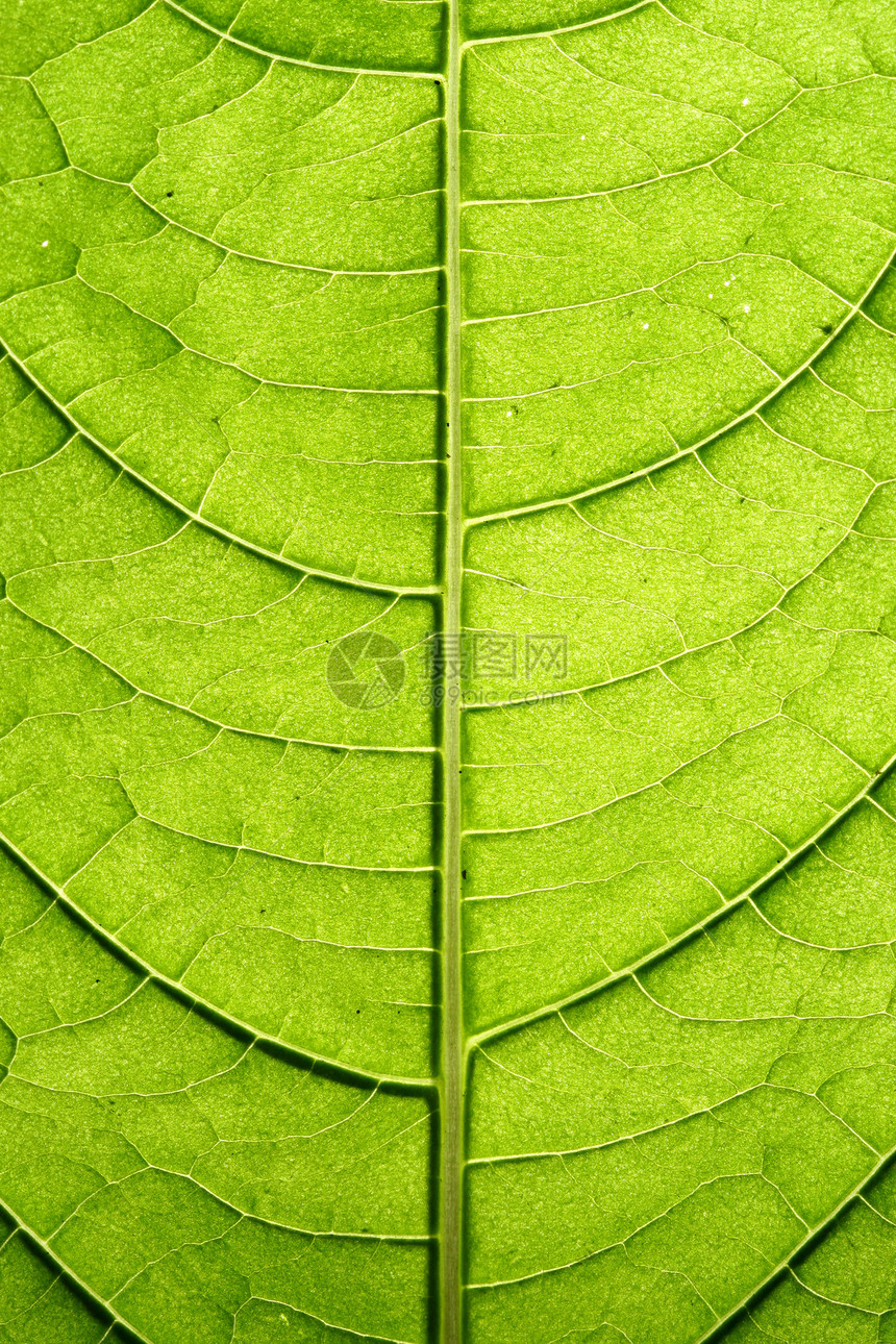 绿叶静脉异国阳光阴影情调森林桦木植物网格花园植物学图片