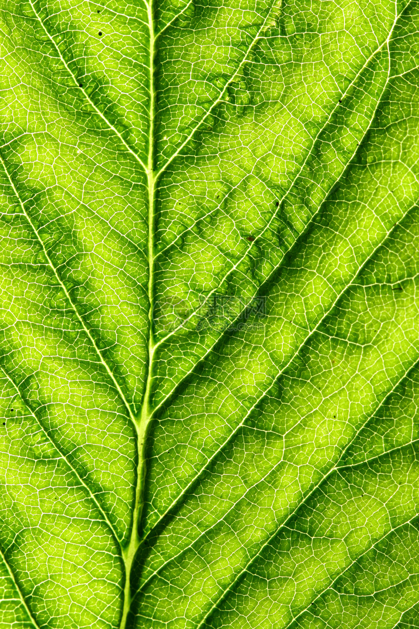 绿叶静脉宏观植物学森林生长光合作用植物叶子生活花园阳光图片