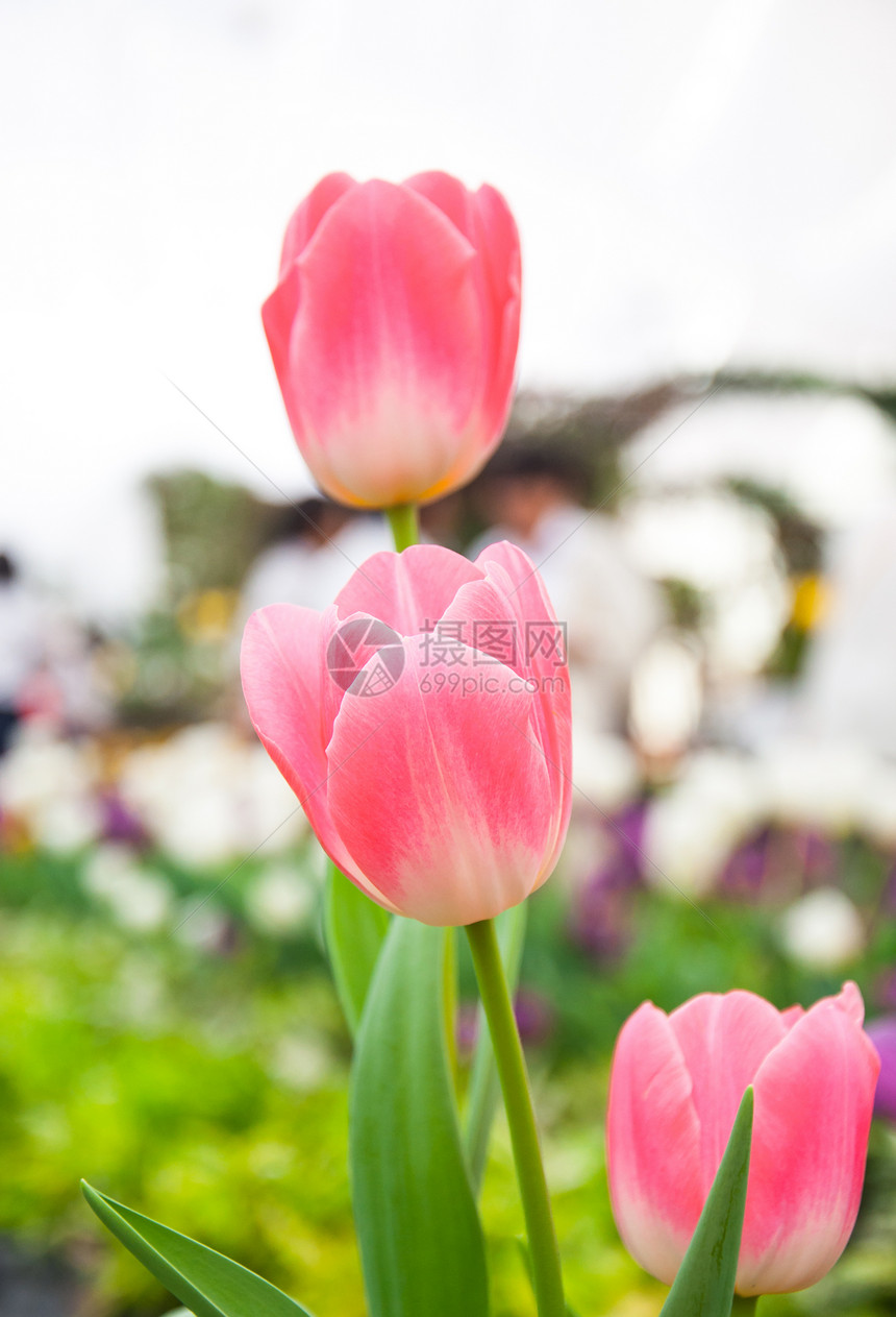 粉红色郁金花背景香味花束花瓣植物群植物学百合工作室脆弱性美丽图片