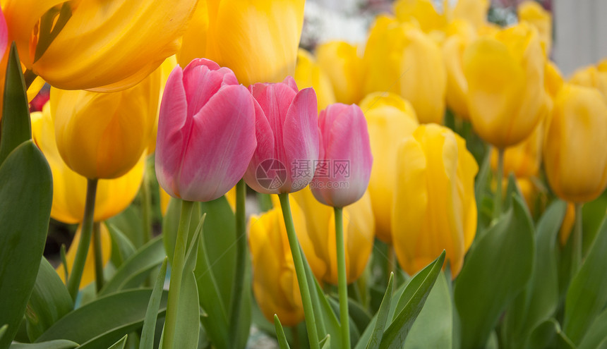 粉红色郁金花百合王朝花束背景脆弱性美丽工作室园艺花园植物学图片