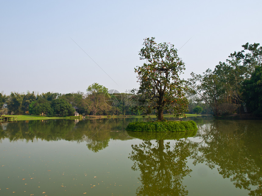 清莱省松迈法拉卢昂湖中的一棵树图片