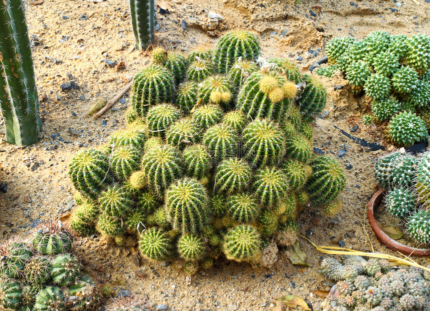 仙人掌危险植物沙漠生长叶子生活植物群脊柱花园图片