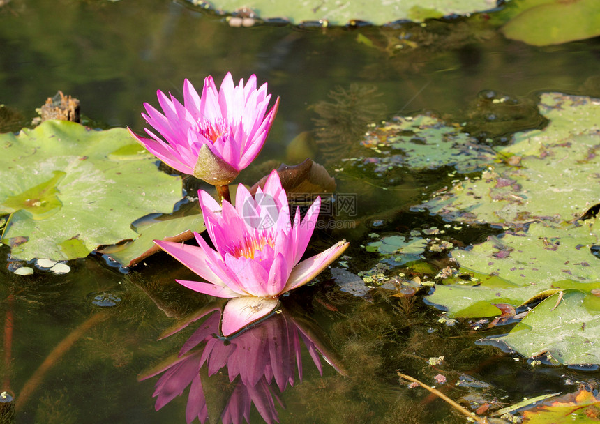 粉红莲公园荒野花瓣热带荷花百合植物池塘花园环境图片
