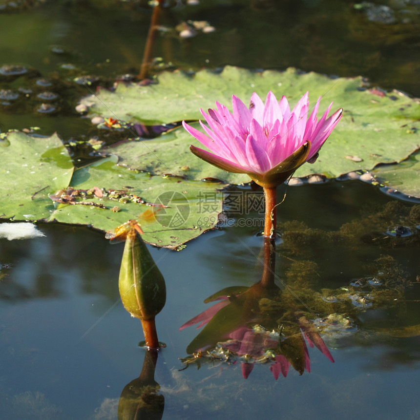 粉红莲池塘环境温泉热带季节荷花花园荒野美丽花瓣图片