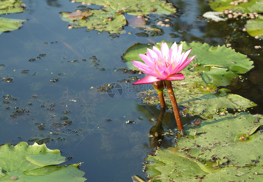 粉红莲花园植物学公园反射卡片冥想季节叶子水池美丽图片