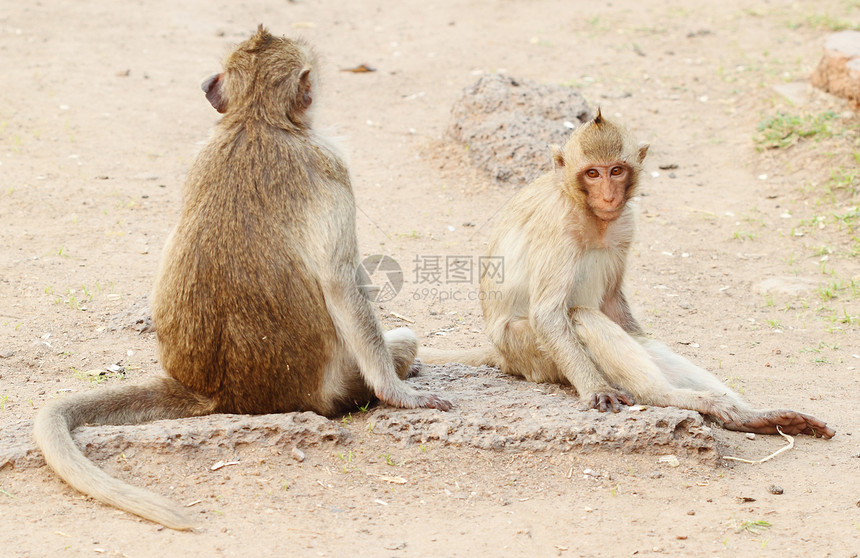 两只猴子休息宠物婴儿国家土壤地理丛林野生动物毛皮荒野食物图片