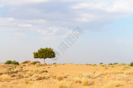 格里焦尼沙漠中一棵rhejri树 隐蔽的阴云天空背景