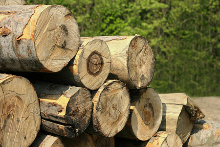 蜂木环境榉木生态公园森林树干国家山毛榉林业木材背景图片