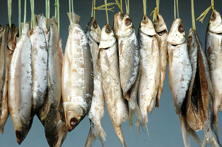 太阳鱼干燥过程中挂在了牛奶鱼身上烹饪盐渍营养熏制动物商业产品美食渔夫太阳背景