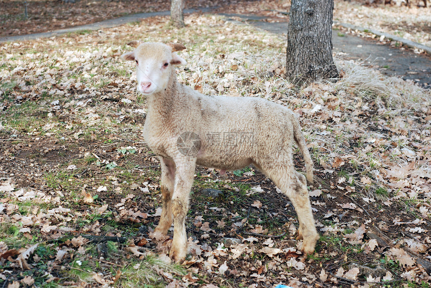 绵羊羊羔羊肉内存农场家畜羊毛反刍动物哺乳动物农业乡村图片